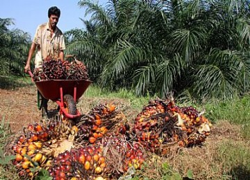 Kelapa sawit