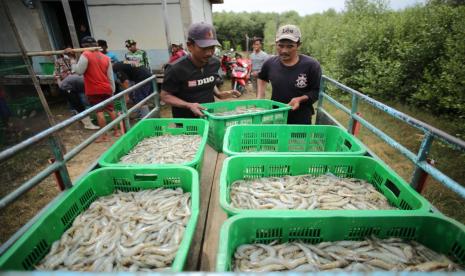 Kelompok Budidaya Udang Vaname Segara Biru, Desa Citemu, Kecamatan Mundu, Kabupaten Cirebon, yang merupakan mitra binaan Cirebon Power, berhasil panen perdana udang vanamei dengan hasil melimpah, Kamis (9/7). 