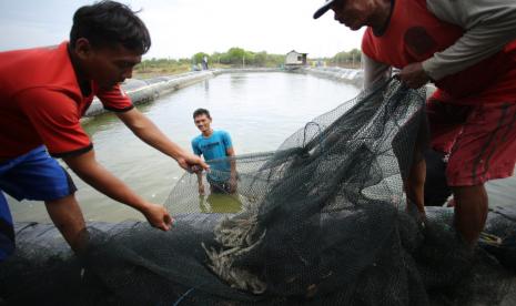 Kelompok Budidaya Udang Vaname Segara Biru, Desa Citemu, Kecamatan Mundu, Kabupaten Cirebon, yang merupakan mitra binaan Cirebon Power, berhasil panen perdana udang vanamei dengan hasil melimpah, Kamis (9/7). 