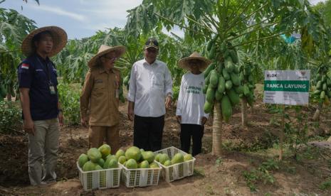 Kelompok mustahik binaan Baznas yang tergabung dalam Kelompok Tani Ranca Layung Program Lumbung Pangan Baznas di Kabupaten Serang, Banten berhasil melakukan panen perdana pepaya california.