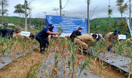 Kelompok Tani Argoayuningtani di Desa Senden, Kecamatan Selo, Kabupaten Boyolali, Jawa Tengah, melakukan panen perdana bawang putih varietas Tawangmangu, Senin (19/4). Kelompok tani tersebut merupakan binaan Kantor Perwakilan (KPw) Bank Indonesia (BI) Solo. 