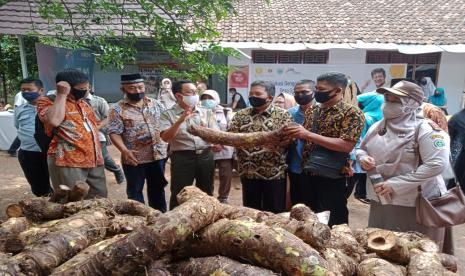 Kementan apresiasi pengembangan talas beneng Pandeglang.