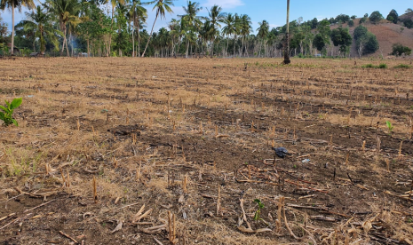 Kementan dorong Bone jadi pioner produsen benih jagung hibrida.