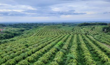 Kementan mendorong komoditas hortikultura meningkatkan daya saing.