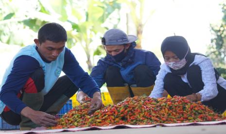 Kementan menegaskan tidak ada impor untuk merespon kenaikan harga cabai yang terjadi dua bulan terakhir