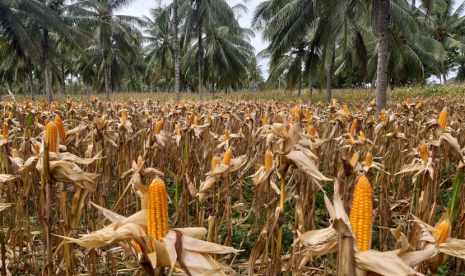 Kementan menyatakan Indonesia surplus jagung.