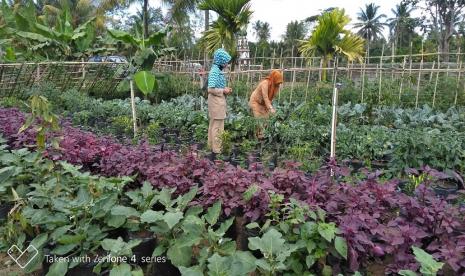 Kementan telah kembangkan tiga kegiatan terkait menanam pangan di pekarangan