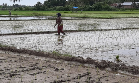 Kementan terus mendorong petani tetap menanam padi di bulan September. 