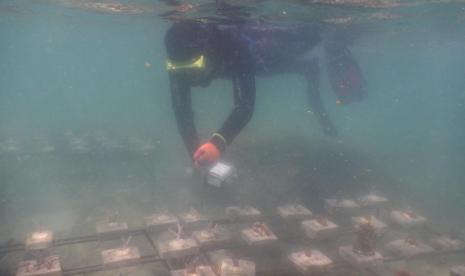 Kementerian Kelautan dan Perikanan (KKP) melalui Loka Pengelolaan Sumberdaya Pesisir dan Laut (LPSPL) Serang telah membangun pusat stok karang (Coral Stock Center) di Pulau Lancang, Kelurahan Pulau Pari, Kepulauan Seribu Selatan. 