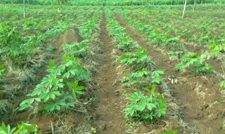 Kementerian Pertanian (Kementan) bersama pemerintah Kabupaten Banjarnegara fokus mendorong pengembangan diversifikasi komoditas ubi kayu melalui sistem korporasi. 