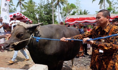 Kementerian Pertanian (Kementan) dan Pemerintah Provinsi Bali mengadakan panen pedet sebagai bagian dari kegiatan Upaya Khusus Percepatan Populasi Sapi dan Kerbau Bunting (Upsus Siwab) di Kabupaten Buleleng, Bali, Kamis (21/12). 