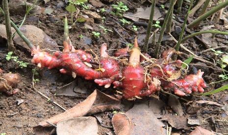 Direktur Utama Perum Perhutani Wahyu Kuncoro mengatakan Perhutani memiliki rencana jangka panjang (RJPP) untuk melakukan pengembangan tanaman pertanian berupa tanaman herbal dan porang dalam kawasan hutan di Provinsi Jawa Timur, Jawa Tengah, Jawa Barat dan Banten.