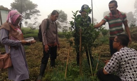 Kementerian Pertanian (kementan) melalui Balitjestro Badan Penelitian dan Pengembangan Pertanian (Balitbangtan) melakukan pengawalan teknologi di beberapa kebun petani di Kabupaten Batang, Jawa Tengah.