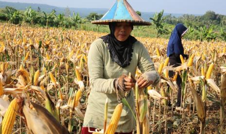 Kementerian Pertanian (Kementan) mendorong pengembangan aneka komoditas pangan lokal sebagai pangan alternatif guna mengamankan kebutuhan pangan akibat dampak pandemi virus corona atau covid 19 yang tengah berlangsung. 