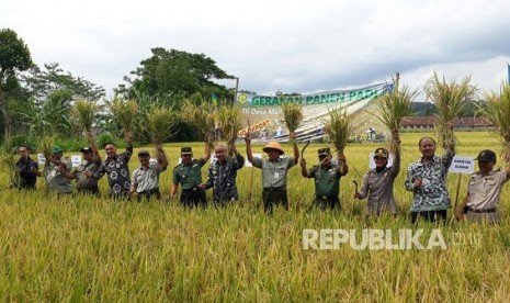 Kementerian Pertanian melalui Badan Penyuluhan dan Pengembangan Sumber Daya Manusia Pertanian kembali melakukan panen padi di Kabupaten Sleman.  Kali ini, panen padi dilakukan di Dusun Majasem, Desa Madureja, Kecamatan Prambanan, Kabupaten Sleman, DIY. Kamis (11/1). 