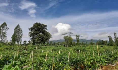 Kementerian Pertanian melalui Direktorat Jenderal Hortikultura terus mendorong bangkitnya usaha mikro, kecil, dan menengah (UMKM) untuk olahan bawang dan cabai terutama saat produksi melimpah untuk menjaga nilai dua komoditas tersebut. 