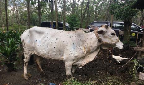 Sapi dengan LSD. Gubernur Jawa Timur Khofifah Indar Parawansa meminta peternak mewaspadai ancaman penyakit Lumpy Skin Disease (LSD) atau wabah penyakit kulit berbenjol pada hewan ternak sapi dan kerbau.