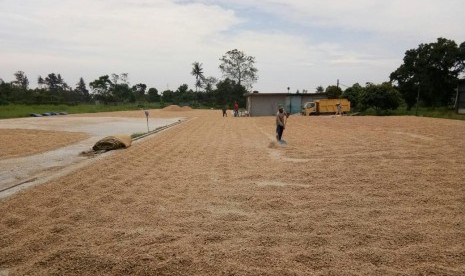 Kementerian Pertanian melalui Karantina Pertanian Belawan memfasilitasi ekspor 135 ton produk samping jagung berupa tongkol kering senilai Rp 266 juta ke Jepang 