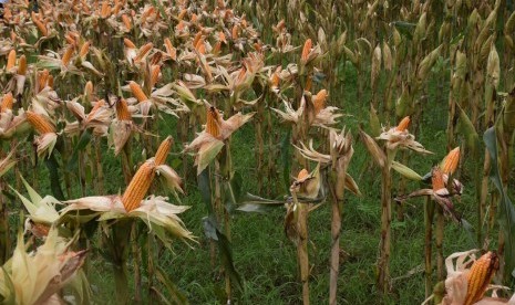 Kementerian Pertanian mengawal panen raya jagung di sejumlah wilayah.