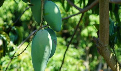 Kementerian Pertanian mengembangkan setidaknya 1.000 kampung hortikultura dengan menanam aneka biji-bijian.