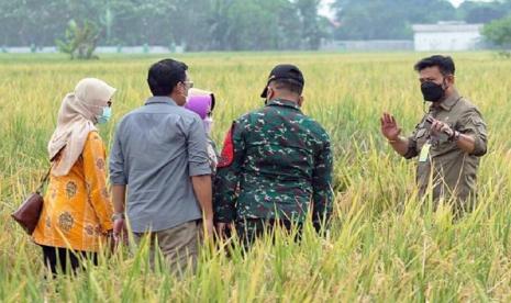 Kementerian Pertanian RI mendorong petani didampingi penyuluh menerapkan metode ubinan, survei yang lazim digunakan untuk mengetahui produktivitas tanaman pangan per hektar.