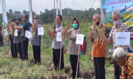 Kementerian Pertanian terus mendorong pengembangan bawang merah di berbagai wilayah untuk menjaga pasokan berlangsung aman sepanjang tahun. Bulan Juli ini panen bawang merah diperkirakan banyak dilakukan di sentra-sentra utama sepanjang Pantai Utara Jawa. Selain kawasan tersebut, panen raya juga terjadi di daerah-daerah pendukung salah satunya Kabupaten Bantul DIY.