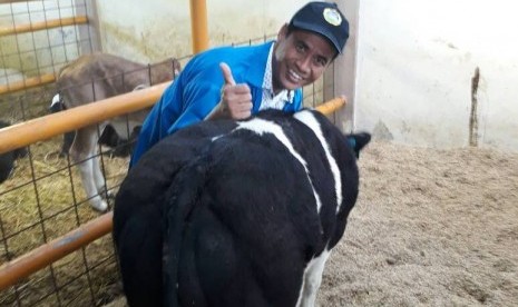 Kemetan siapkan dana Rp 20 milyar untuk kembangkan sapi Belgian Blue