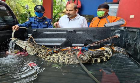 Kemunculan seekor buaya di Kali Pesangrahan menghebohkan warga di Jalan Swadaya RT 04/06, Kelurahan Sawangan, Kecamatan Sawangan, Kota Depok. 