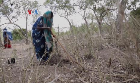 Kenya bertekad menanam miliaran pohon guna memerangi perubahan iklim