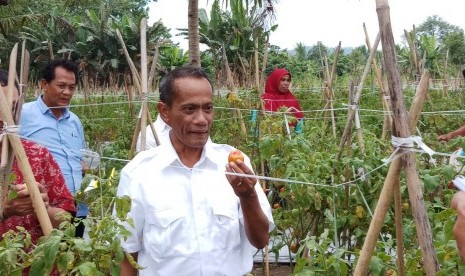 Kepala Badan Ketahanan Pangan (BKP) Agung Hendriadi di lokasi panenan tomat, Desa Nidinho, Halmahera Utara, Jumat 97/12)