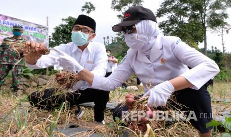 Kepala Badan Meteorologi, Klimatologi dan Geofisika Indonesia (BMKG) Dwikorita Karnawati (kanan) bersama Bupati Temanggung HM AL Khadziq (kedua kanan) berbincang tentang bawang merah jenis karet saat panen bawang merah Sekolah Lapang Iklim (SLI) BMKG di perladangan lereng Gunung Sumbing di Desa Legoksari, Tlogomulyo, Temanggung, Jawa Tengah, Sabtu (6/6/2020). Panen bawang merah di lahan percontohan tersebut menggunakan program SLI dengan pendekatan yang memberdayakan petani untuk memahami dan memanfaatkan informasi tentang cuaca, iklim, musim secara efektif dalam pertanian.