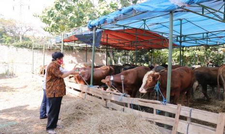 Kepala Badan Pembinaan Ideologi Pancasila (BPIP), Prof Drs KHYudian Wahyudi MA PhD menyiapkan tiga ekor sapi untuk dijadikan sebagai kurban pada perayaan Idul Adha tahun ini.