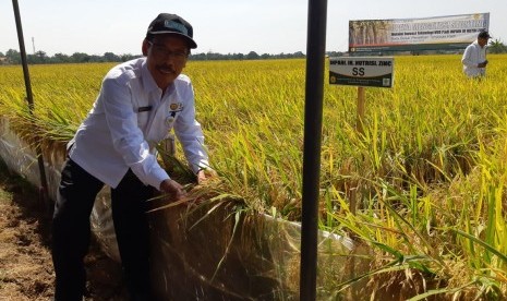 Kepala Balai Besar Penelitian Tanaman Padi (BB Padi) Sukamandi, Subang, Priatna Sasmita, saat memeriksa bulir padi varietas baru, yakni Inpari IR Nutri Zinc di Kebun Percobaan Tanaman Padi Pusakanagara, Rabu (126). Varietas Inpari Nutri Zinc ini, digadang-gadang bisa mencegah masalah stunting.