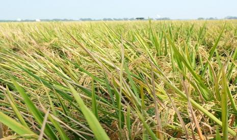 Petani Blora mendapat harga gabah kering panen senilai Rp 4.200 per kg