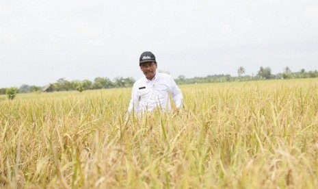 Kepala BB Padi Sukamandi, Priatna Sasmita, saat sedang memantau areal perkebunan benih padi, Jumat (1/2).