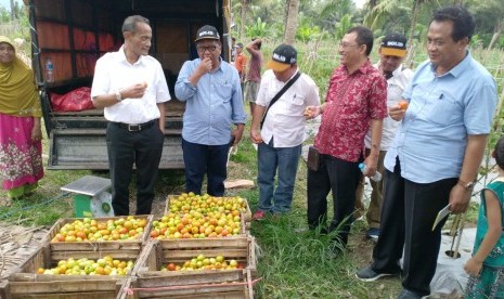 Kepala BKP Agung Hendriadi memantau penjualan produk hortikulturan tomat dan cabai merah di Desa Nidinho, Halmahera Utara, Jumat (7/12).