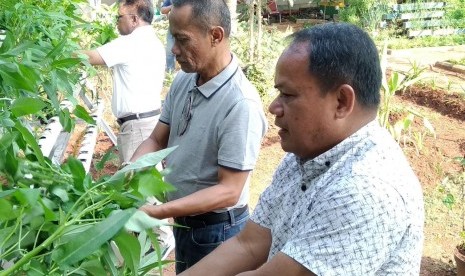 Kepala BKP Kementan (kiri) memanen sayuran didampingi sekretaris BKP Riwantoro (kanan)