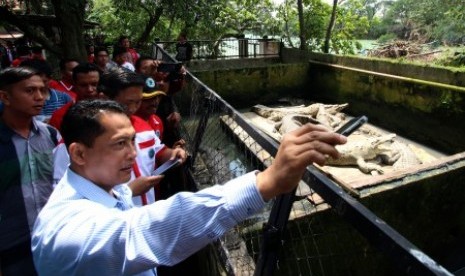 Kepala BNN Budi Waseso (kiri) melihat seekor buaya saat bersama jajarannya berkunjung ke penangkaran Taman Buaya Asam Kumbang Medan, Sumatera Utara, Rabu (11/11).