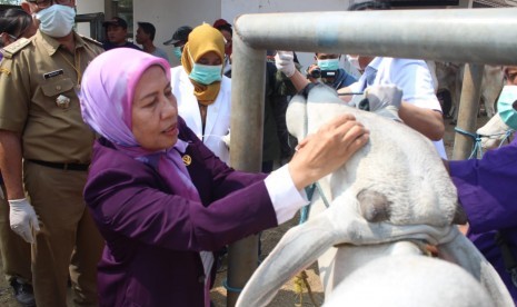 Kepala Dinas Perikanan dan Peternakan Kabupaten Purwakarta, Sri Wuryasturati, saat memeriksa hewan menjelang idul adha di Pasar Hewan Ciwareng, Senin (5/8). 