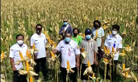  Kepala Dinas Pertanian Grobogan, Sunanto menegaskan bahwa wilayahnya siap mensuplai kebutuhan jagung bagi peternak ayam petelur maupun ayam layer. 