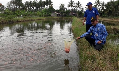 Kepala Dinas Pertanian, Pangan dan Perikanan Kabupaten Sleman, Heru Saptono, ditemani Ketua Kelompok Mina Ngremboko, Saptono, mencoba memanen ikan nila di salah satu kolam di Dusun Ngremboko.