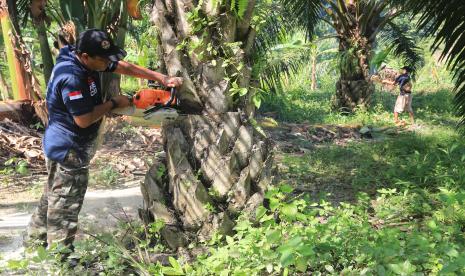 Kebun kelapa sawit ilegal. Komisi IV DPR mendesak KLHK untuk mengumpulkan data terkait kebun sawit ilegal di Kalteng dan Riau.