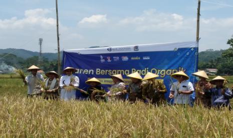 Kepala Kpw BI Purwokerto dan pengurus Hebitren Banyumas melakukn panen bersama padi organik di sawah Ponpes Miftahul Huda Rawalo, Sabtu (26/2). 