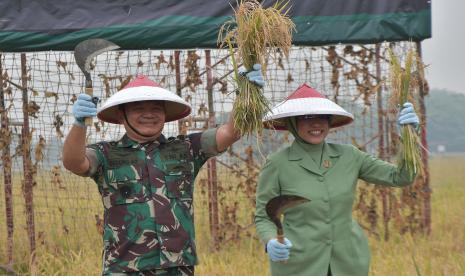 Kepala Staf Angkatan Darat (KSAD) Jenderal TNI Dudung Abdurachman (kiri) bersama istri Rahma Dudung (kanan) saat panen padi di lahan pertanian terpadu Korem 051/Wijayakarta, Desa Wanajaya, Cibitung, Kabupaten Bekasi, Jawa Barat, Rabu (19/10/2022). Pada kunjungan tersebut KSAD meresmikan lahan pertanian dan peternakan seluas 42 hektar guna mengembangkan perekonomian masyarakat melalui sektor UMKM. 