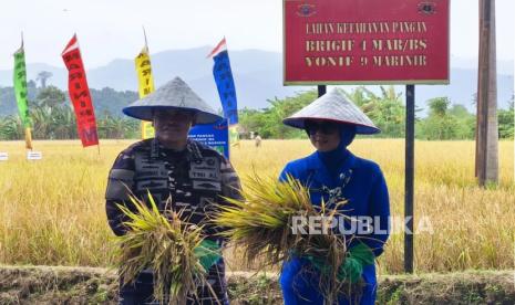 Kepala Staf Angkatan Laut (KSAL) Laksamana Muhammad Ali bersama istri saat melaksanakan panen raya padi di Kabupaten Pesawaran. Provinsi Lampung, Senin (3/2/2025).