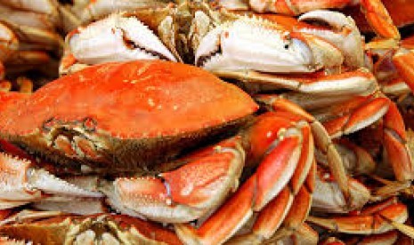 Kepiting dungeness. Jutaan kepiting melakukan migrasi untuk berkembang biak di selatan Kuba 