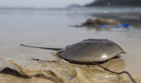 Kepiting tapal kuda (horseshoe crab) populasinya sedang menurun di Amerika Utara. Darah biru kepiting ini berperan dalam penelitian vaksin Covid-19.