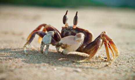 Kepiting salju yang memiliki habitat di Alaska menghilang karena perubahan iklim.