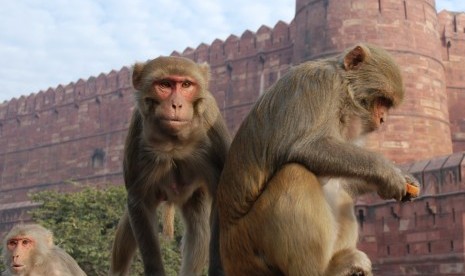 Kera berwajah merah (rhesus macaques).