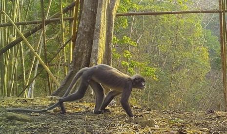 Kera hantu, salah satu spesies baru yang ditemukan di Mekong.